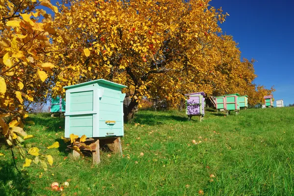 Honing honingbij kasten — Stockfoto