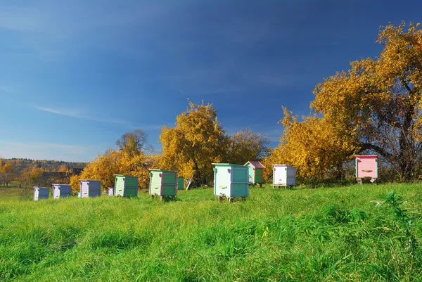 Вулики бджіл мед Стокове Зображення