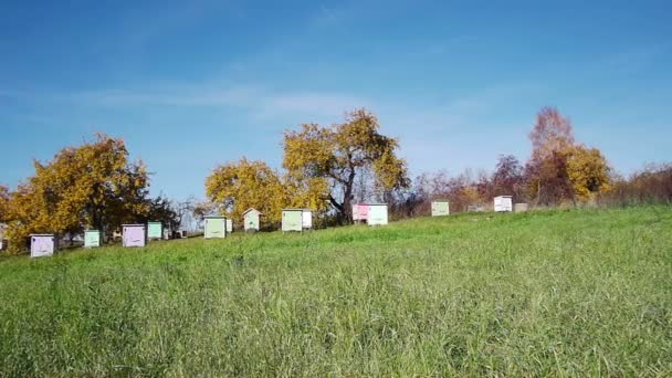 Honey bee hives — Stock Video