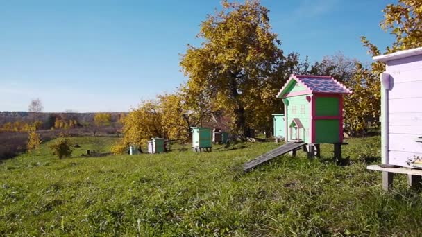 Honey bee hives — Stock Video