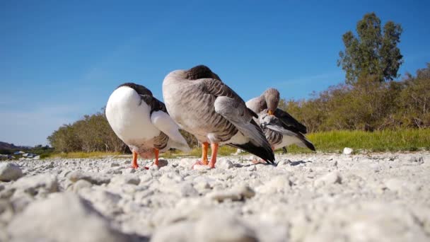 Familie van ganzen rusten op het meer — Stockvideo