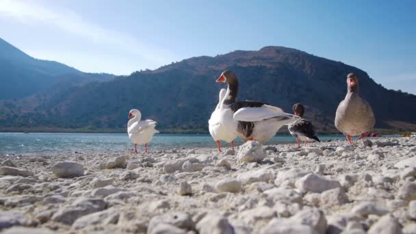 Сім'я гусей відпочиває на озері — стокове відео