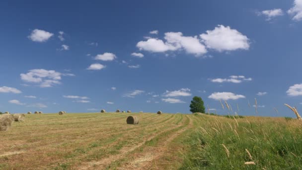 Captura Vídeo Paisaje Rural Con Árbol Solitario Cielo Azul Hierba — Vídeos de Stock