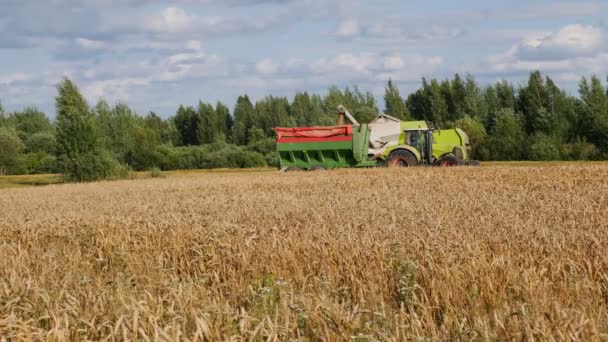 Buğday Tarlasında Hasat Buğday Tarım Hasat Zamanı — Stok video