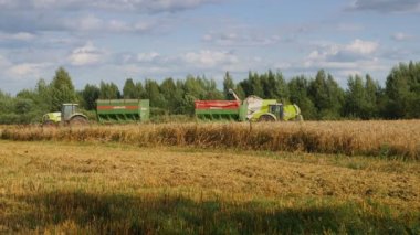 VELIKIE LUKI, PSKOV REGION, RUSSIA - 08 Ağustos 2021: Buğday tarlasında çalışan hasat makinesi