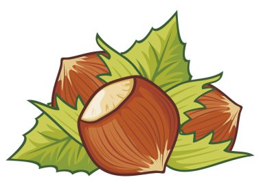 Filberts with leaves. clipart