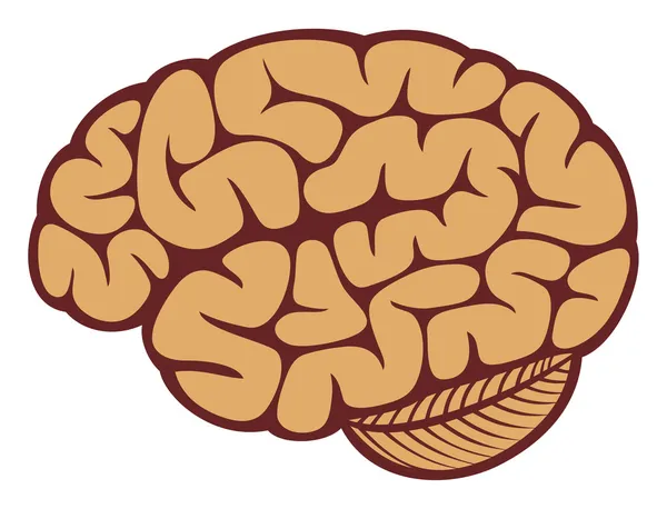 Das menschliche Gehirn — Stockvektor