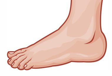 Illustration of a foot standing (human foot) clipart