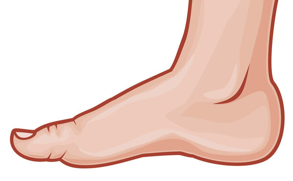Illustration of a foot standing (human foot)