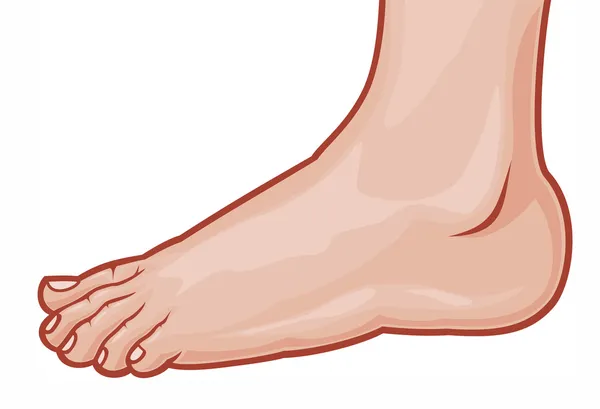 Ilustración de un pie de pie (pie humano ) — Archivo Imágenes Vectoriales