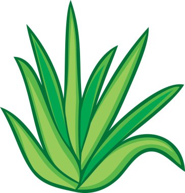 aloe vera bitkisi