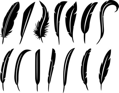 The collection of feathers clipart
