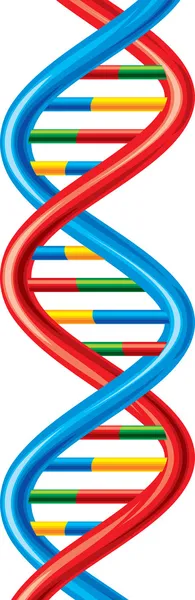 ДНК-нить (схема дезоксирибонуклеиновой кислоты) ) — стоковый вектор