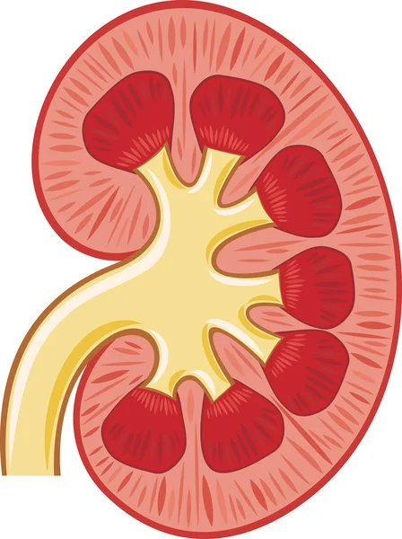 Anatomie van de geneeskunde menselijke nier (nier in een besnoeiing van de) — Stockvector