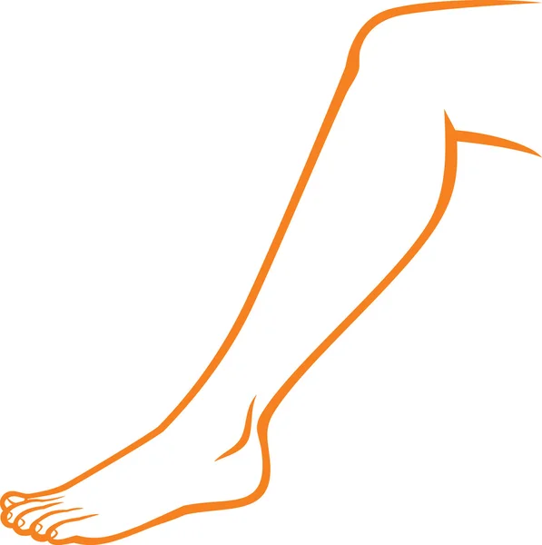 Woman feet (woman leg) — Stock Vector