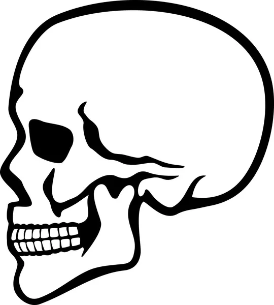 Human skull profile — Stock Vector