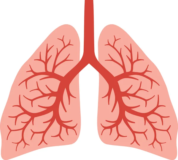 Human lungs - Stock Illustration. 