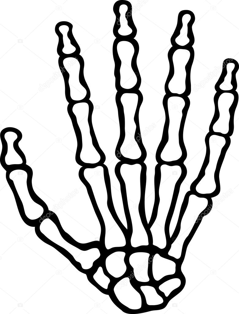 Human skeleton hand — Stock Vector © Tribaliumivanka 26762643