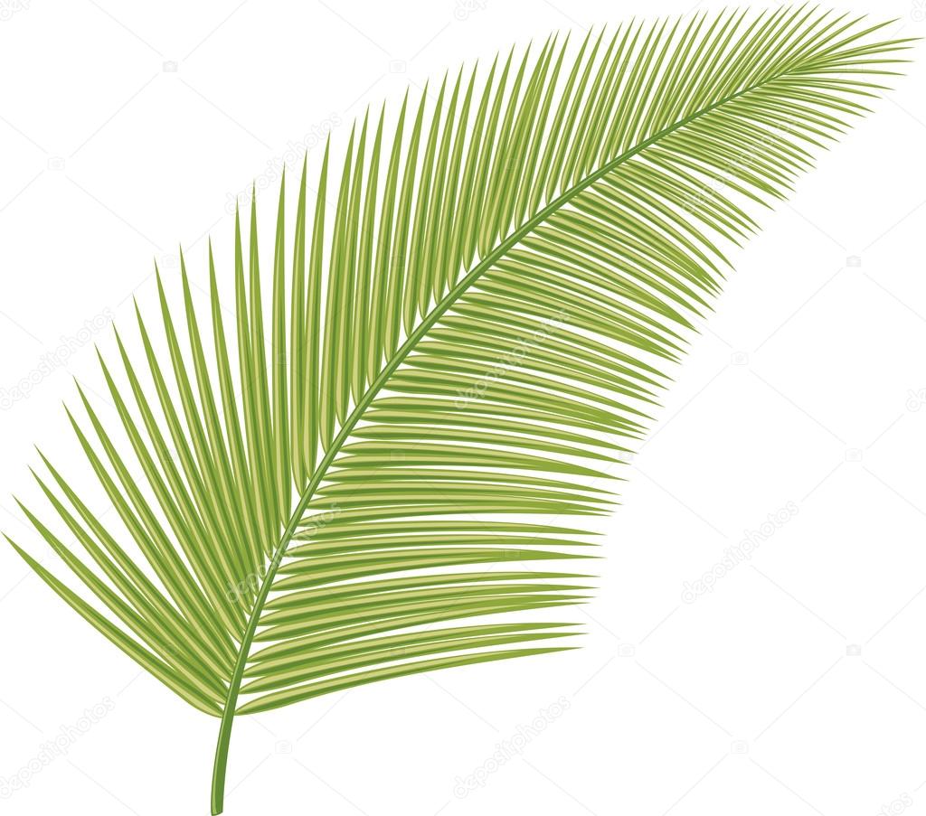 145 726 Palm Leaf Vectors Royalty Free Vector Palm Leaf Images Depositphotos