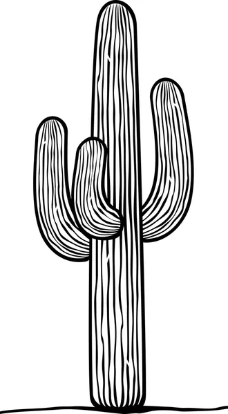 Cactus — Image vectorielle