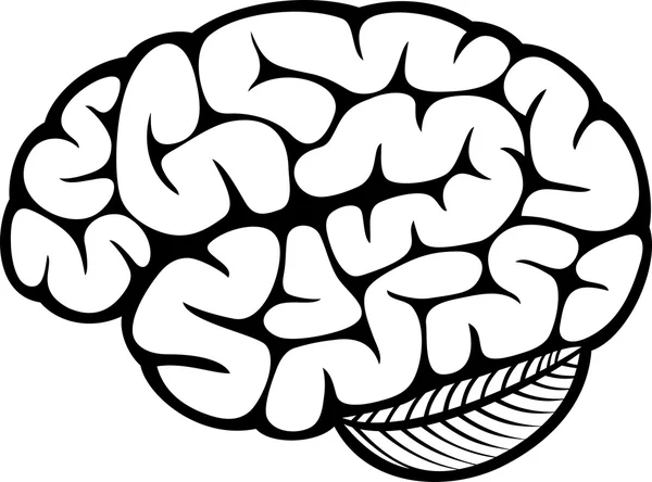 The human brain — Stock Vector