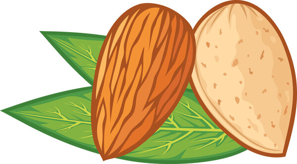 Illustration almonds