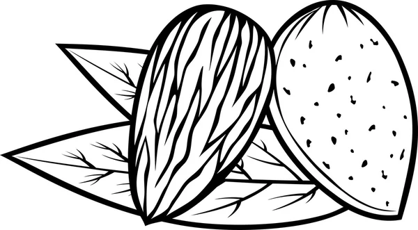 Mandeln mit Blättern — Stockvektor