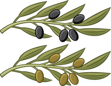 zeytin dalı
