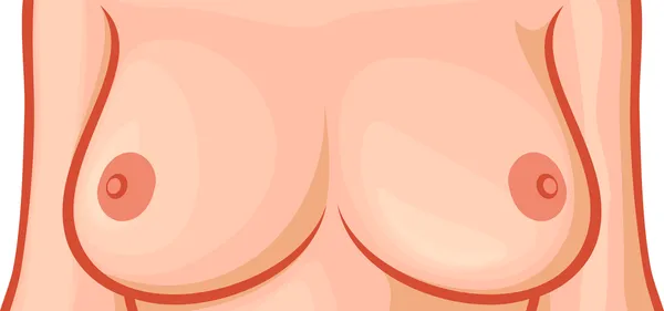 Illustrazione del seno — Vettoriale Stock