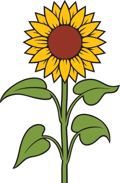 Zonnebloem Stam Kleur Vector Illustratie — Stockvector