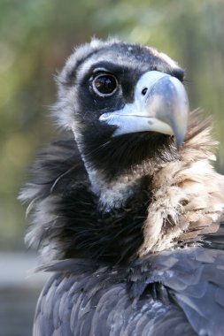 head of vulture clipart