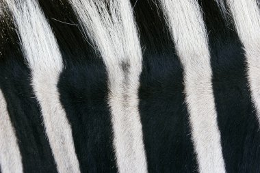 Zebra derisine yakın çekim
