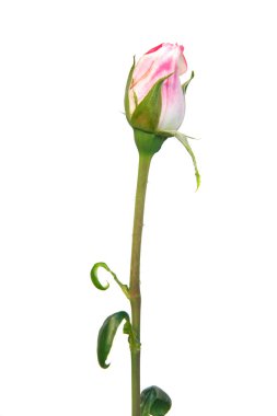 beyaz üzerine pembe Gül bud