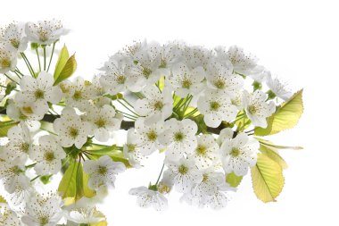 Yeni gelişen ağaç dalı yakın çekim