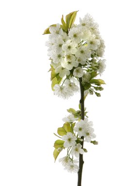 Yeni gelişen ağaç dalı yakın çekim