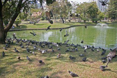 Güvercin Şehir Parkı