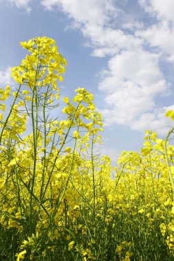 Mavi gökyüzü arka plan üzerinde sarı flled çiçek