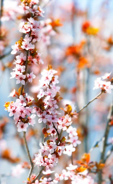 Perto de flores de primavera — Fotografia de Stock