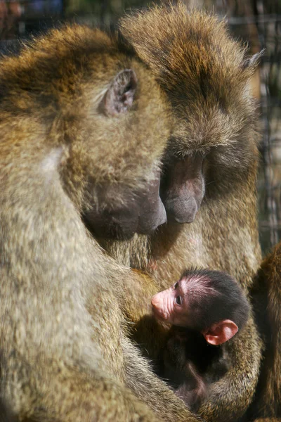 Pavianaffen mit Baby — Stockfoto