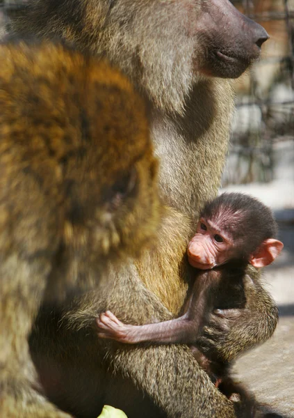 Pavianfamilie mit Baby — Stockfoto