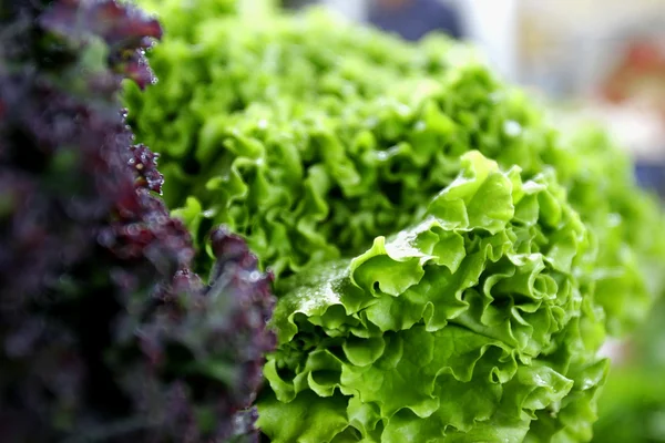 Verse groene en rode sla — Stockfoto