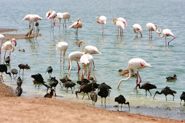 Flamant rose dans l'eau — Photo