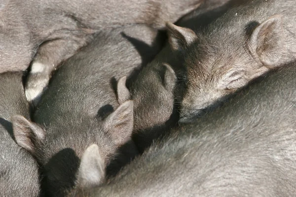 Many sleeping piglets — Stock Photo, Image