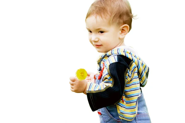 Милий малюк з кульбабою над білим — стокове фото