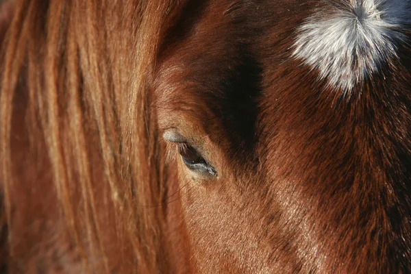 말의 머리 가까이 — 스톡 사진