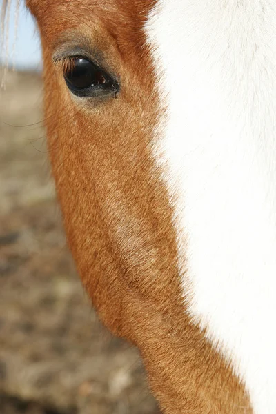 Close up de cabeça de cavalo — Fotografia de Stock