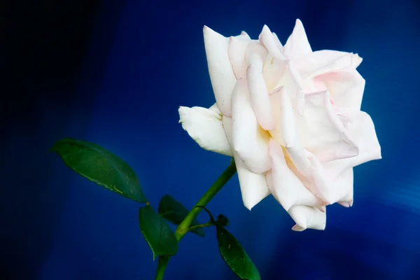 Schöne weiße Rose auf blauem Hintergrund — Stockfoto