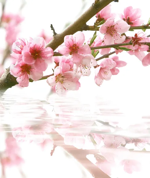 Peach flowers and its reflection over white — Stock Photo, Image