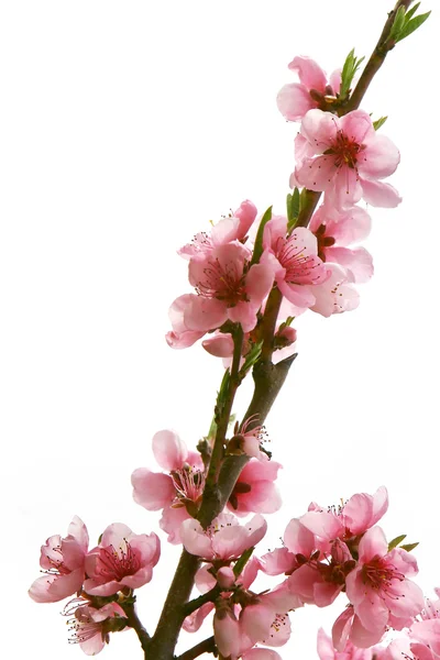 Peach branch with flowers over white — Stock Photo, Image