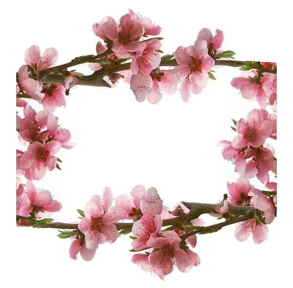 Frame van perzik-roze bloemen — Stockfoto